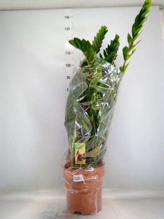 <h4>Zamioculcas zamiifolia</h4>