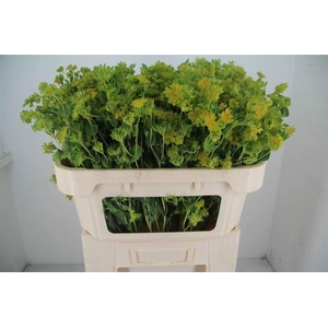 BUPLEURUM GRIFFITHII