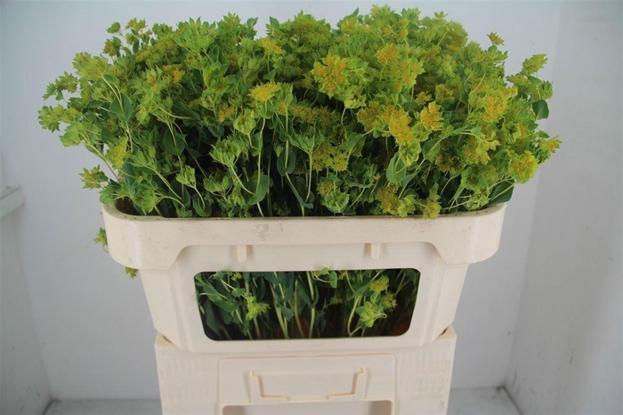 <h4>BUPLEURUM GRIFFITHII</h4>