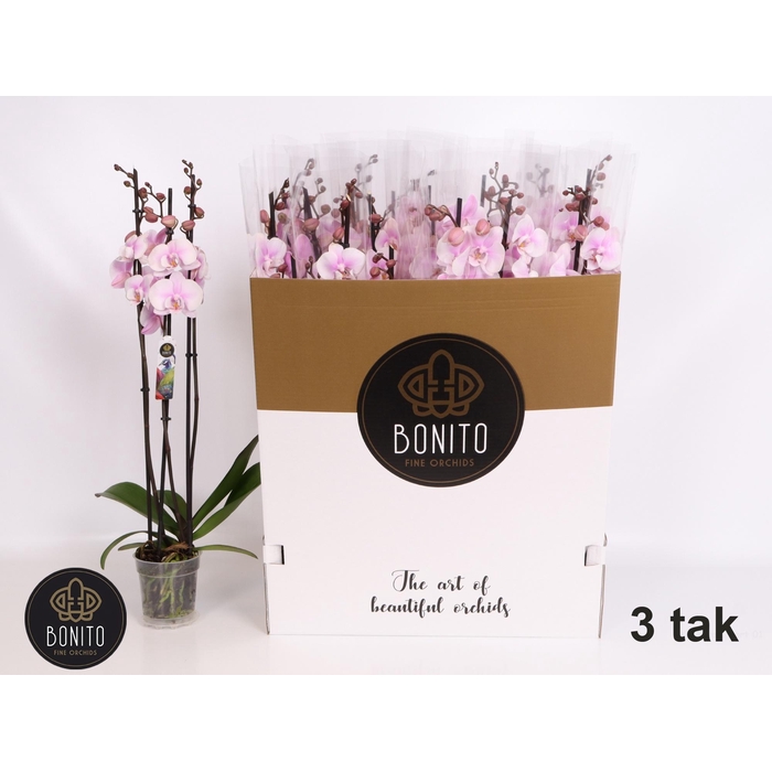 <h4>PHAL AN ALTEA</h4>