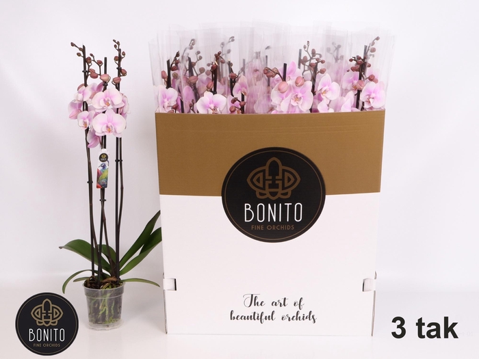 <h4>PHAL OV ROZE</h4>