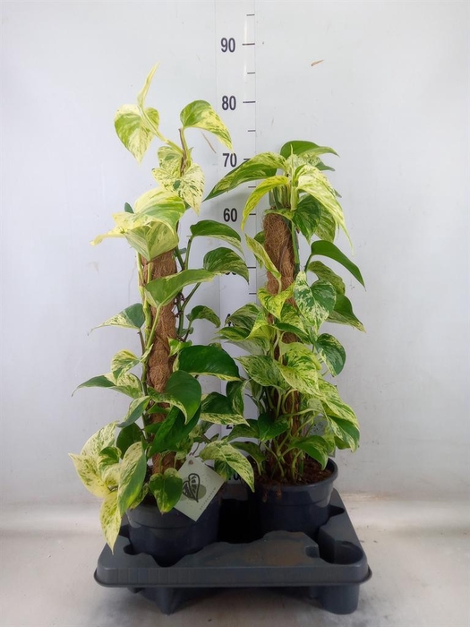 <h4>Epipremnum ...</h4>