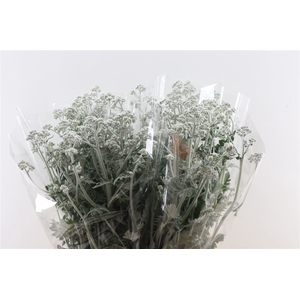 Senecio Cineraria Silver Antonia