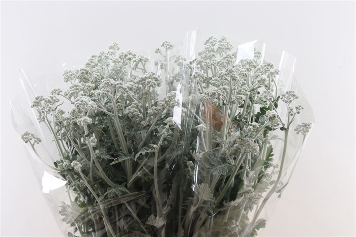 <h4>Senecio Cineraria Silver Antonia</h4>