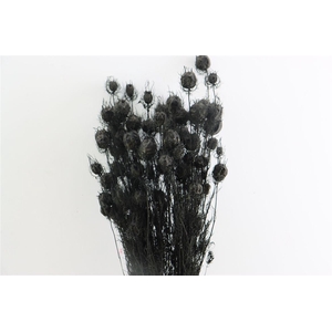 Dried Nigella Black Bunch