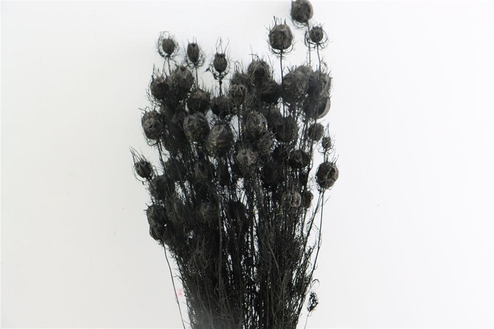<h4>Dried Nigella Black Bunch</h4>