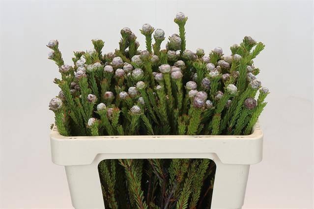 <h4>KAAPS GROEN TORTUM*</h4>