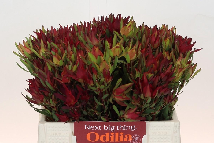 <h4>Leucadendron Yellow Blush Spray</h4>