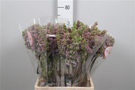 <h4>Syr V Lavaliensis 4+</h4>