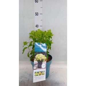 Hydrangea pan.