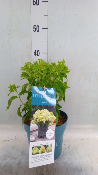 <h4>Hydrangea pan.</h4>