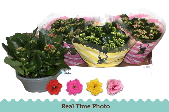 <h4>KAL GE GEM 4 KL</h4>