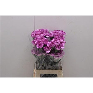 Di St Blue Copernico