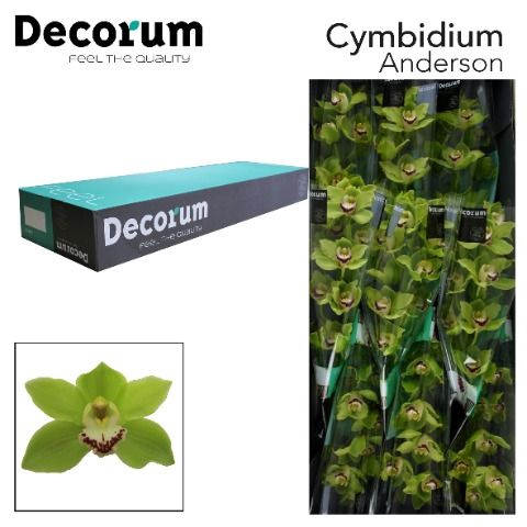<h4>Cymbidium Alice Anderson</h4>