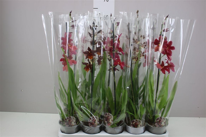 <h4>Cambria Gemengd 1 Tak</h4>