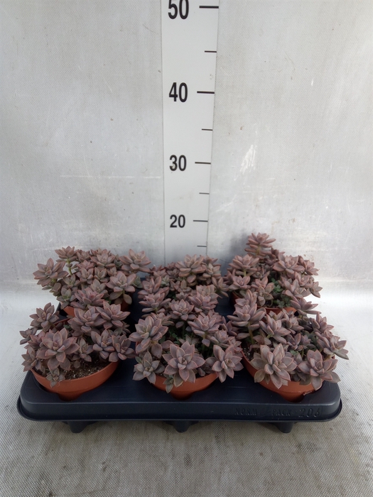 <h4>Sedum   ...</h4>