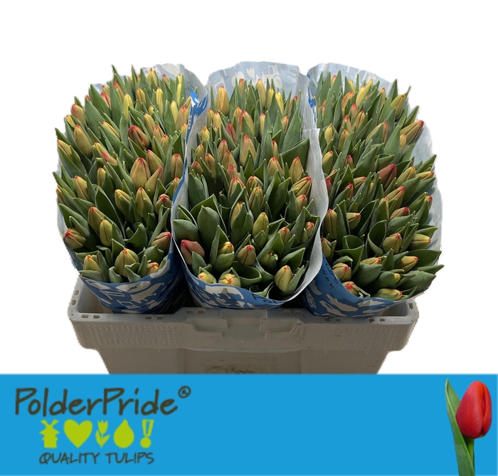 <h4>TU EN ARTEMIS</h4>