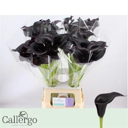 <h4>Zant Cantor</h4>