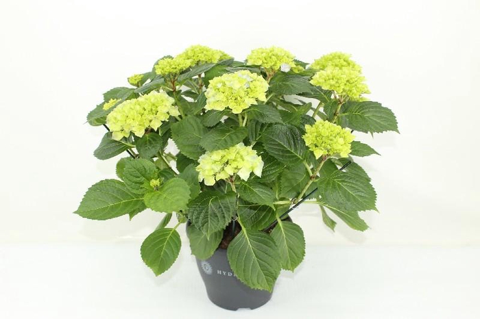 Hydrangea Macrophylla blauw 10+ Blauw, beperkt leverbaar