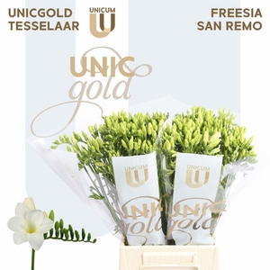 Freesia enk San Remo