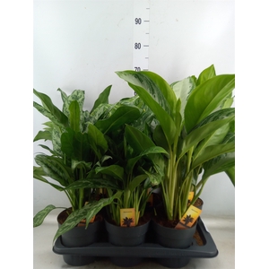Aglaonema   ...mix