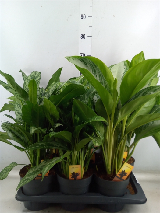 <h4>Aglaonema   ...mix</h4>
