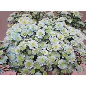 Chr T Stallion Sweet Blauw