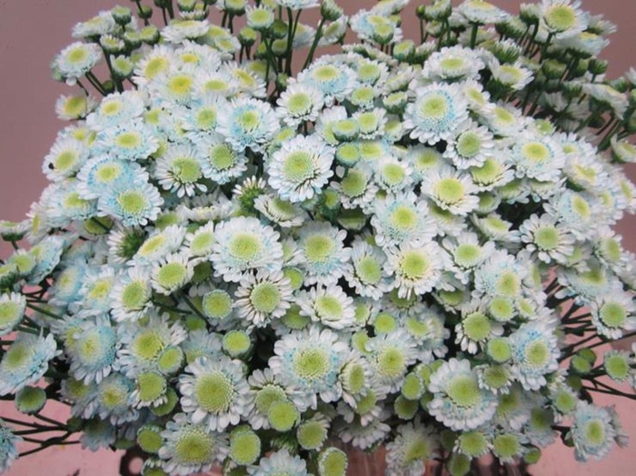 <h4>Chr T Stallion Sweet Blauw</h4>