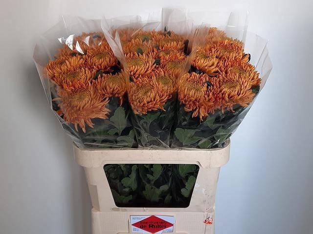 <h4>CHR G ARMG BRONZE</h4>