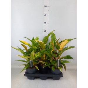 Philodendron  'Ring of Fire'