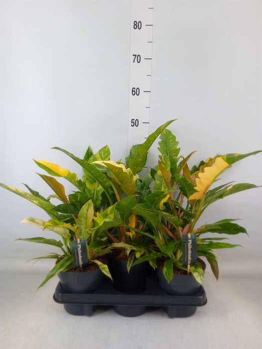 <h4>Philodendron  'Ring of Fire'</h4>