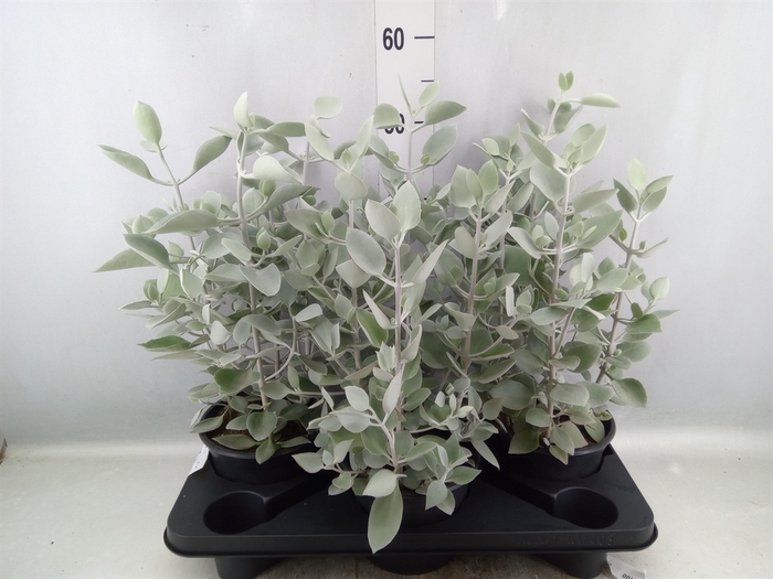 <h4>Kalanchoe NF   ...</h4>