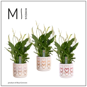 Mimesis Spathiphyllum Bellini -13 cm in Estelle - Craft World