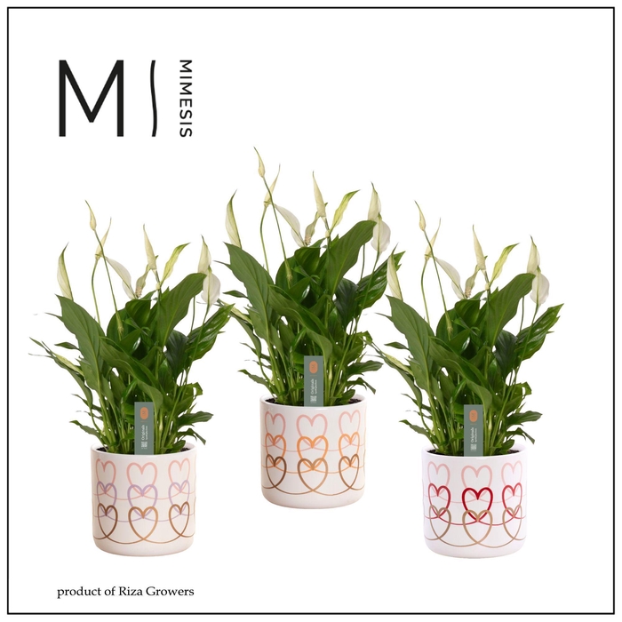 <h4>Mimesis Spathiphyllum Bellini -13 cm in Estelle - Craft World</h4>