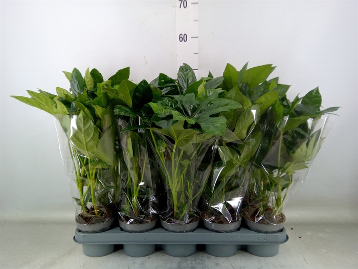 <h4>Fatsia japonica   ...</h4>