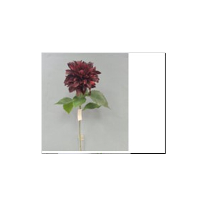 Af Dahlia Spider L84cm Burgund