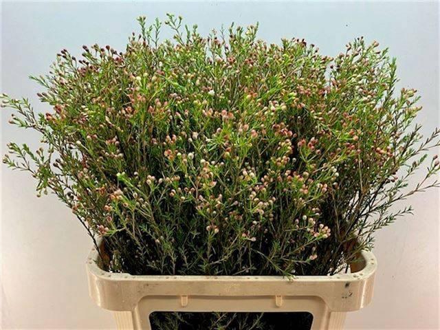 <h4>CHAME BLONDIE</h4>