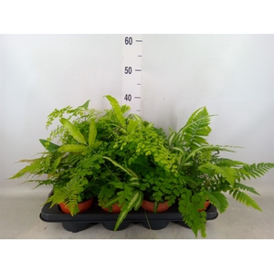 Ferns   ...mix