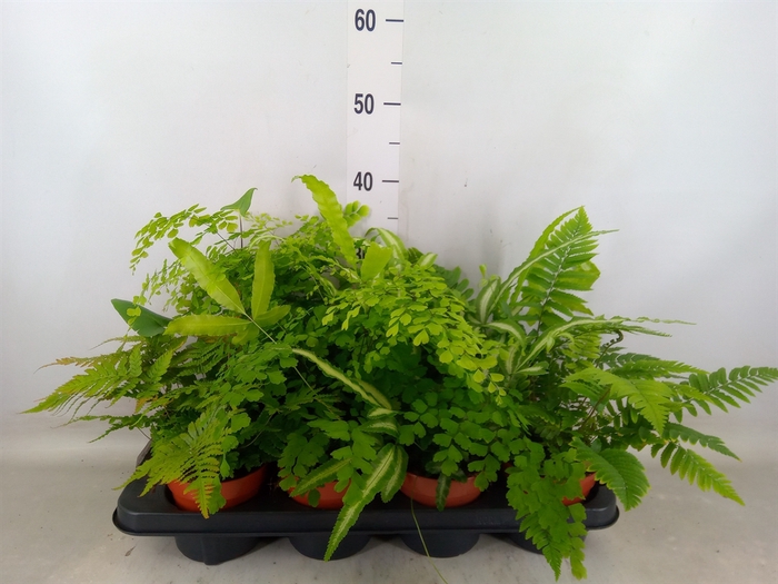 <h4>Ferns   ...mix</h4>
