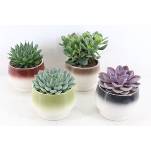 arr3 OV - Ker. Amalfi x4