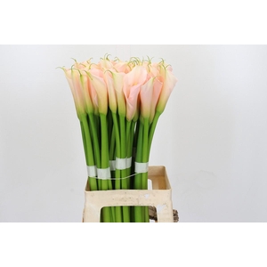 Zantedeschia Eydolls Salmon