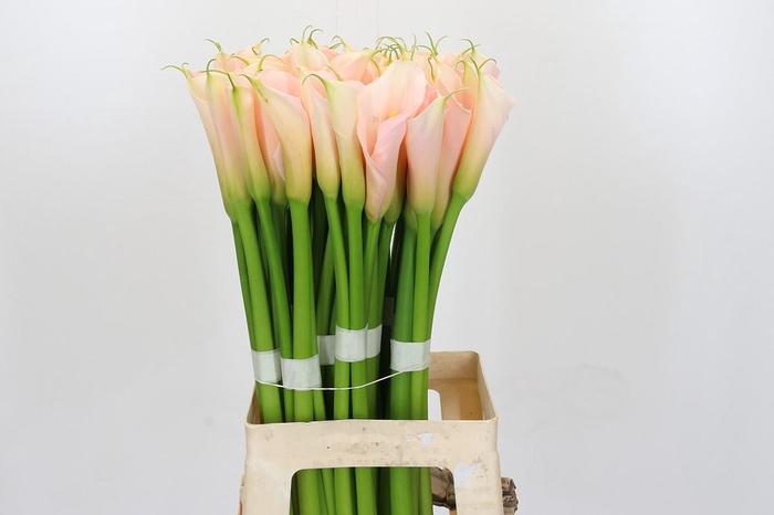 Zantedeschia Eydolls Salmon