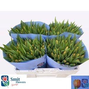 <h4>TU EN CHARADE</h4>