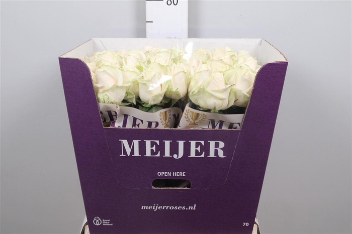 <h4>R Gr Dorchester+</h4>