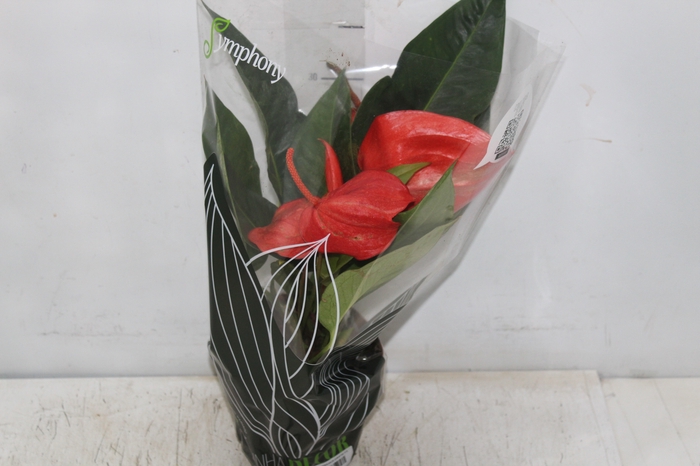 <h4>ANTHURIUM SCHERZERIANUM CHRISTINE P15</h4>