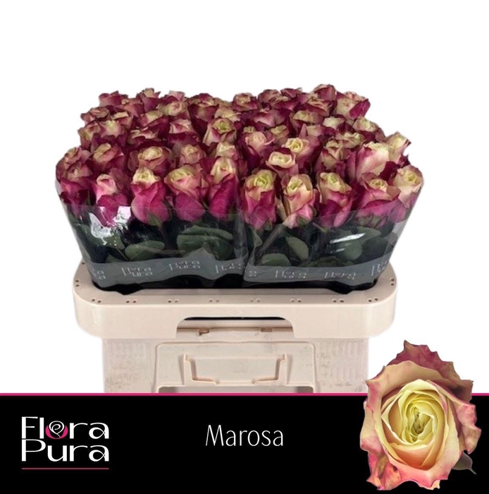 <h4>R GR MAROSA</h4>