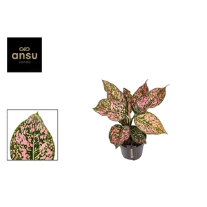 Aglaonema Pink Leopard