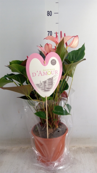 <h4>Anthurium  'Pr. Amalia Hot Lips''</h4>