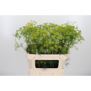 Anethum Graveolens Extra
