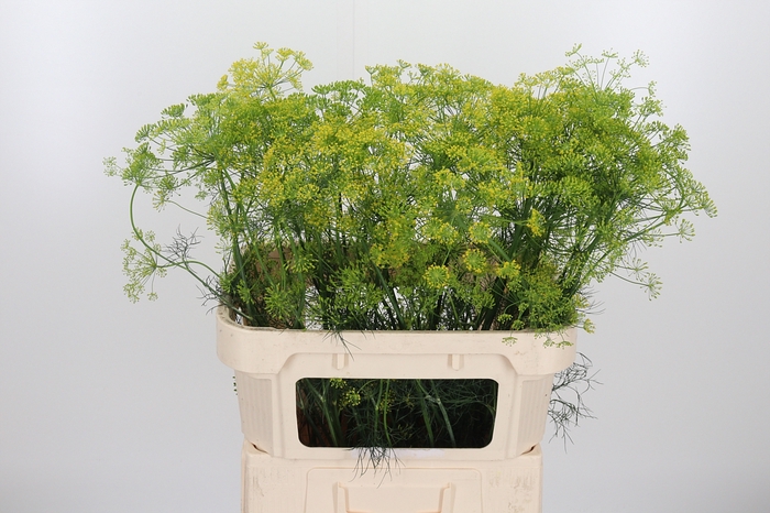<h4>Anethum Graveolens Extra</h4>